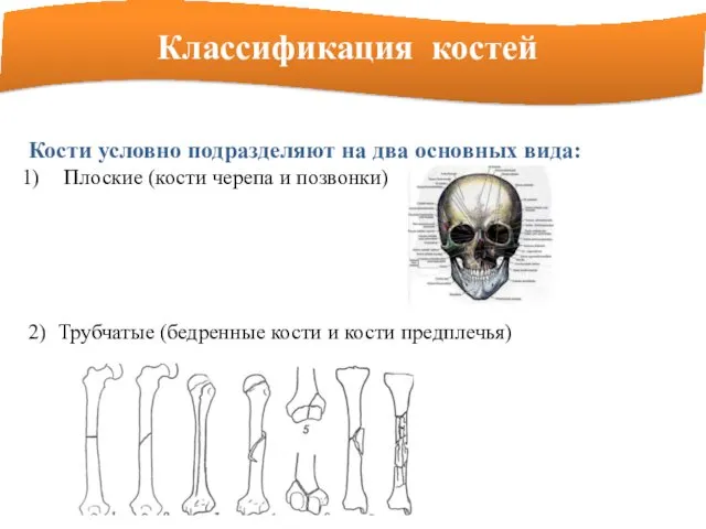 Классификация костей Кости условно подразделяют на два основных вида: Плоские