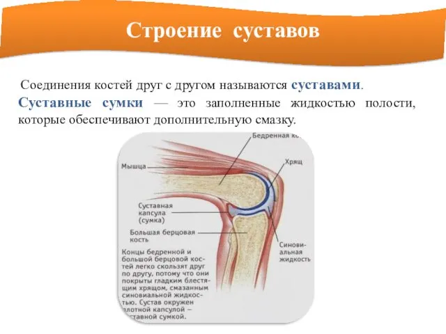 Строение суставов Соединения костей друг с другом называются суставами. Суставные