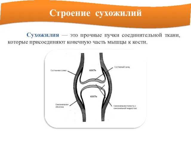 Строение сухожилий Сухожилия — это прочные пучки соединительной ткани, которые присоединяют конечную часть мышцы к кости.