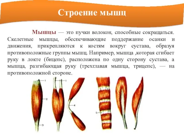 Строение мышц Мышцы — это пучки волокон, способные сокращаться. Скелетные