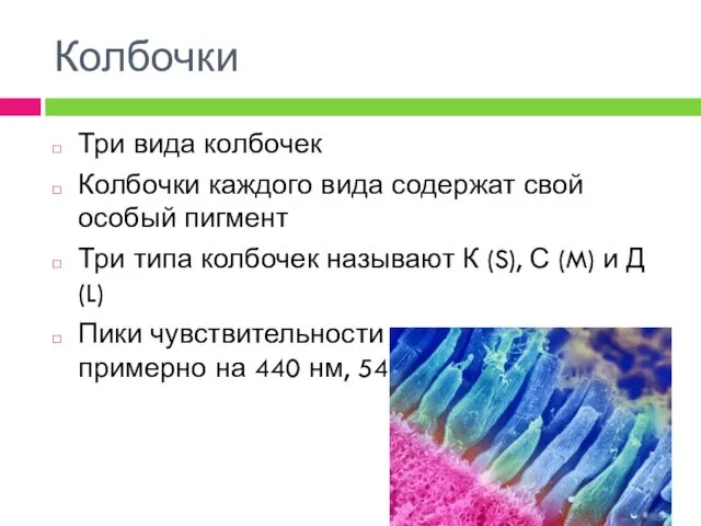 Колбочки Три вида колбочек Колбочки каждого вида содержат свой особый