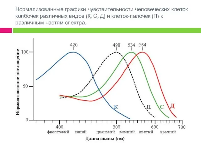 Нормализованные графики чувствительности человеческих клеток-колбочек различных видов (К, С, Д)