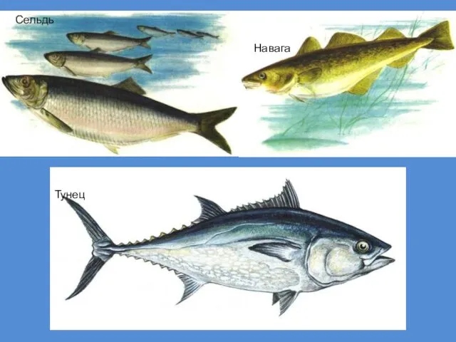 Сельдь Тунец Навага