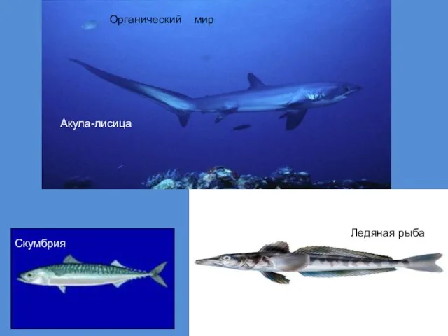 Ледяная рыба Скумбрия Акула-лисица Органический мир