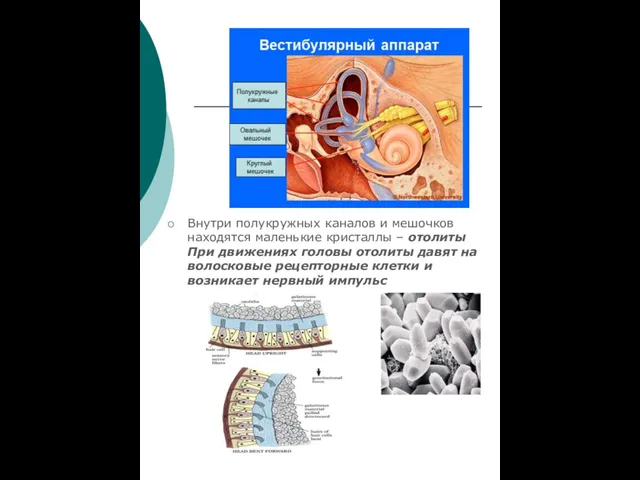 Внутри полукружных каналов и мешочков находятся маленькие кристаллы – отолиты
