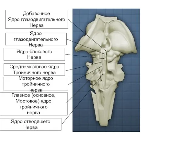 Ядро глазодвигательного Нерва Ядро блокового Нерва Добавочное Ядро глазодвигательного Нерва