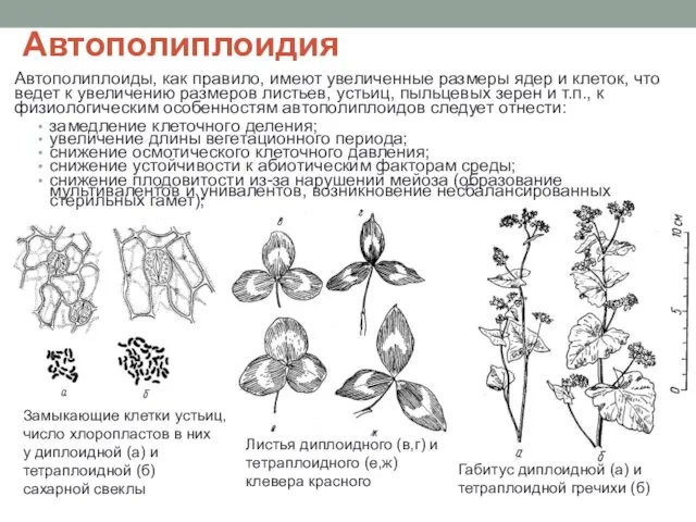 Автополиплоидия Автополиплоиды, как правило, имеют увеличенные размеры ядер и клеток,