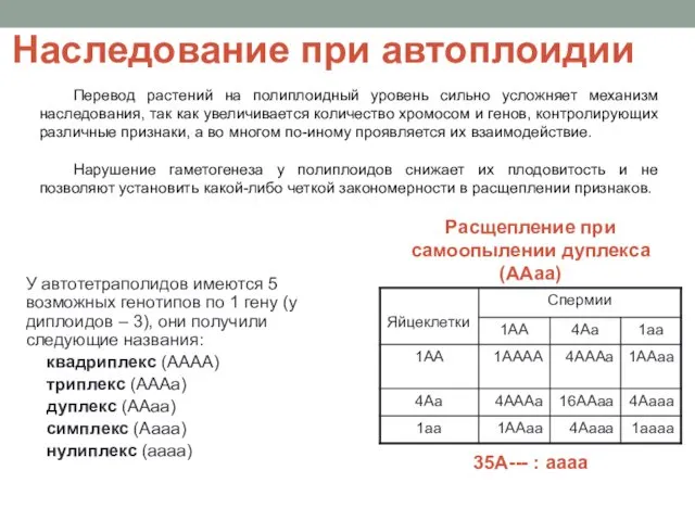 Наследование при автоплоидии У автотетраполидов имеются 5 возможных генотипов по