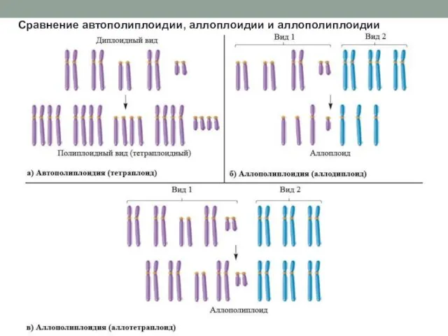 Сравнение автополиплоидии, аллоплоидии и аллополиплоидии