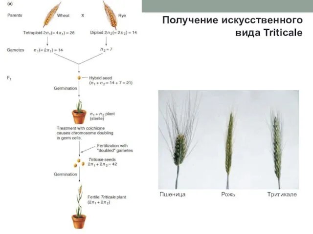 Получение искусственного вида Triticale