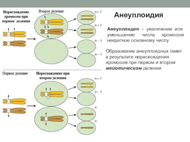 Анеуплоидия Образование анеуплоидных гамет в результате нерасхождения хромосом при первом