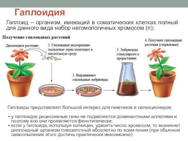 Гаплоидия Гаплоид – организм, имеющий в соматических клетках полный для