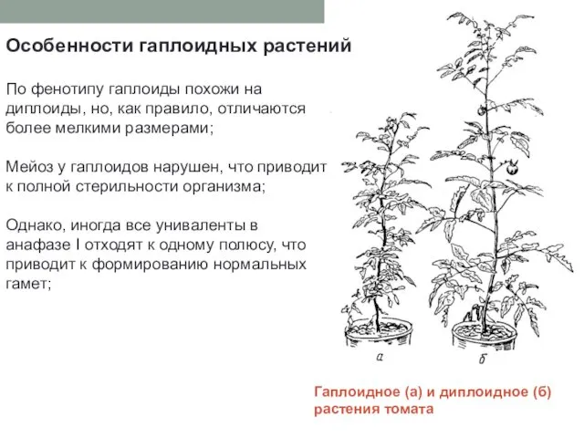 Гаплоидное (а) и диплоидное (б) растения томата Особенности гаплоидных растений