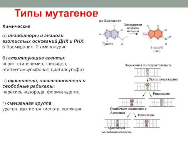 Химические а) ингибиторы и аналоги азотистых оснований ДНК и РНК: