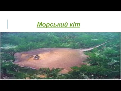 Морський кіт