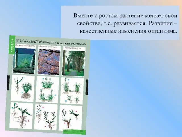 Вместе с ростом растение меняет свои свойства, т.е. развивается. Развитие – качественные изменения организма.