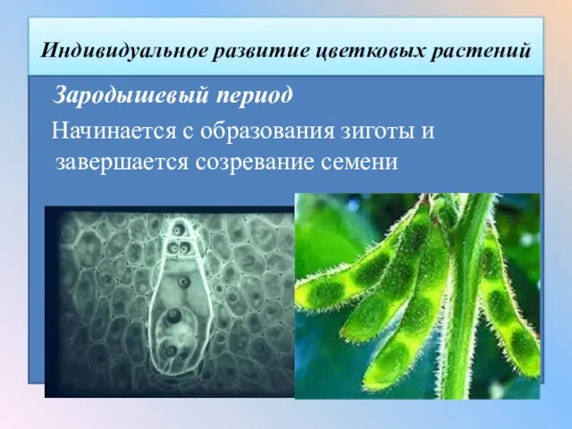 Индивидуальное развитие цветковых растений Зародышевый период Начинается с образования зиготы и завершается созревание семени