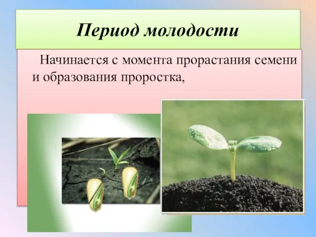 Период молодости Начинается с момента прорастания семени и образования проростка,