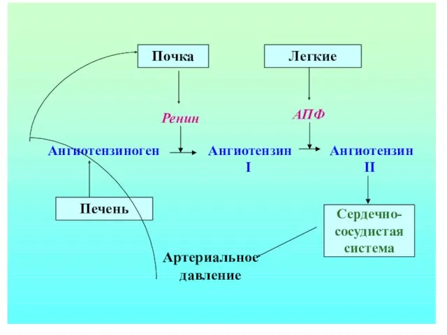 Артериальное давление