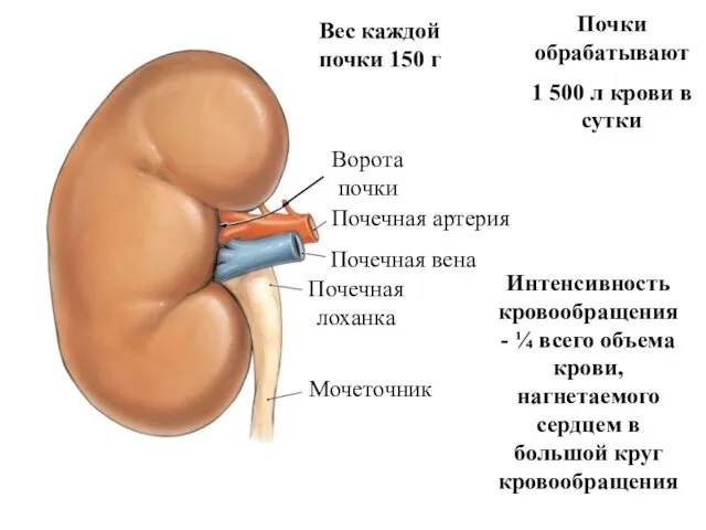 Почки обрабатывают 1 500 л крови в сутки Интенсивность кровообращения