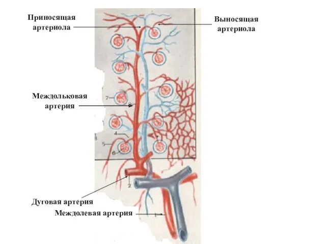 Междолевая артерия Дуговая артерия Междольковая артерия Приносящая артериола Выносящая артериола