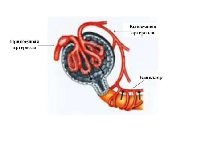 Приносящая артериола Выносящая артериола Капилляр