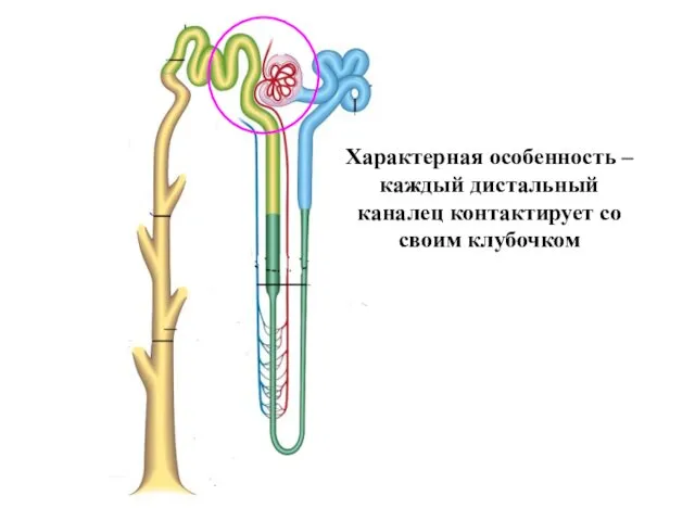 Характерная особенность – каждый дистальный каналец контактирует со своим клубочком