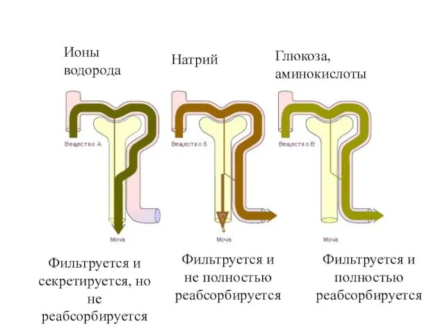 Фильтруется и секретируется, но не реабсорбируется Фильтруется и полностью реабсорбируется