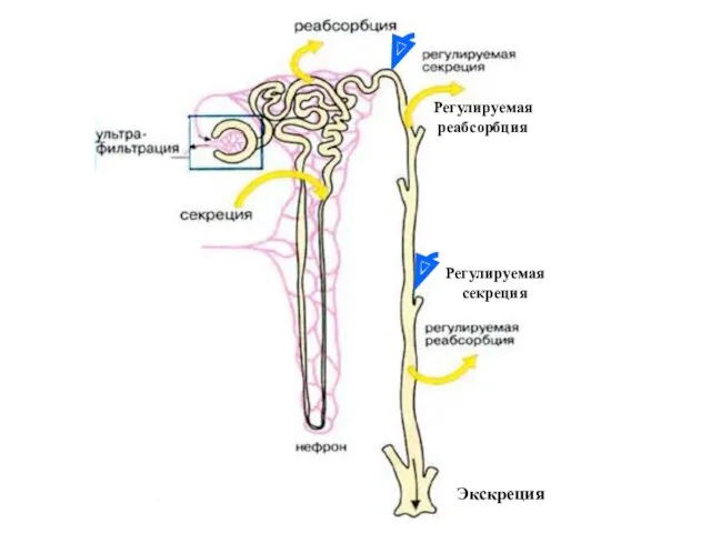 Экскреция Регулируемая реабсорбция Регулируемая секреция