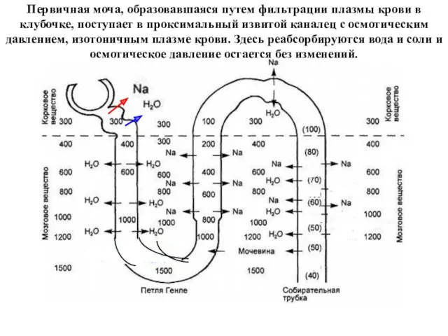 Первичная моча, образовавшаяся путем фильтрации плазмы крови в клубочке, поступает