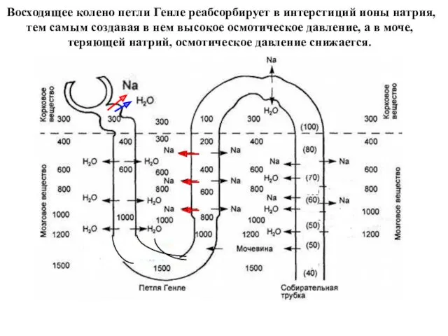 Восходящее колено петли Генле реабсорбирует в интерстиций ионы натрия, тем