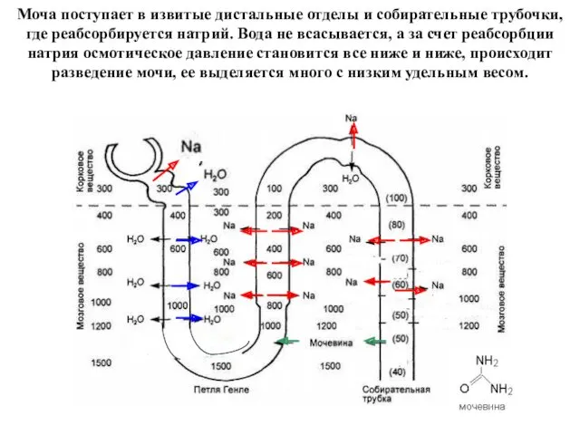 Моча поступает в извитые дистальные отделы и собирательные трубочки, где