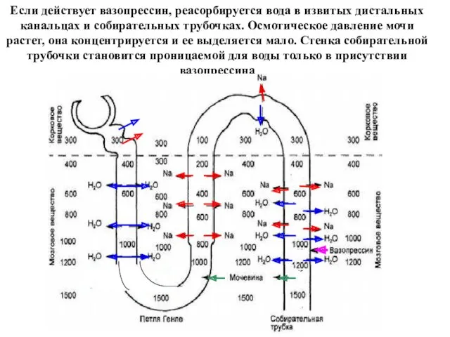 Если действует вазопрессин, реасорбируется вода в извитых дистальных канальцах и