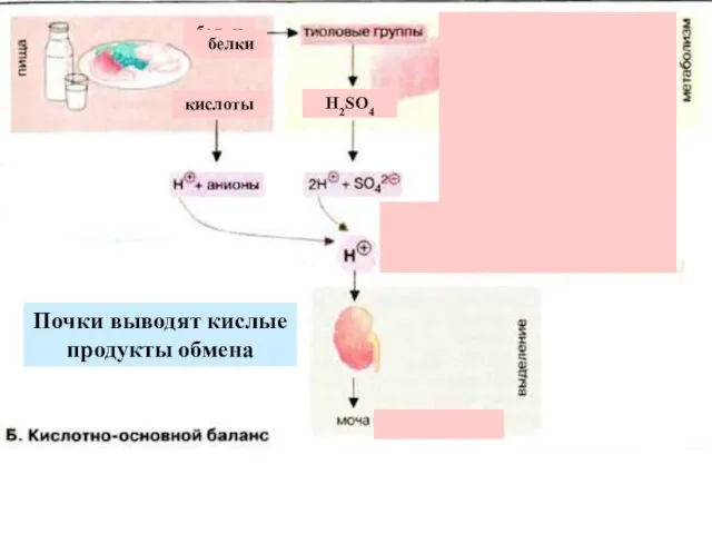 Почки выводят кислые продукты обмена белки кислоты Н2SO4 глюкоза жирные кислоты белки кетоновые тела молочная кислота