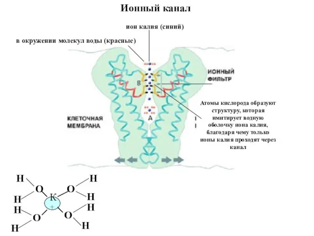 Ионный канал О Н Н К+ О Н Н О Н Н О Н Н