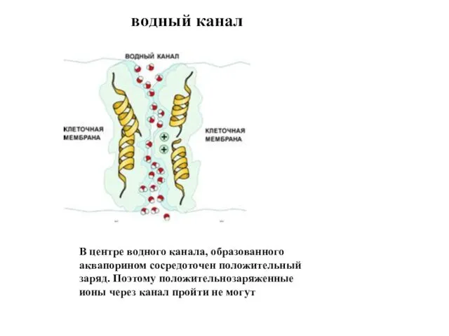 В центре водного канала, образованного аквапорином сосредоточен положительный заряд. Поэтому