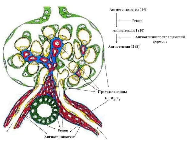 Ренин Ангиотензинпревращающий фермент