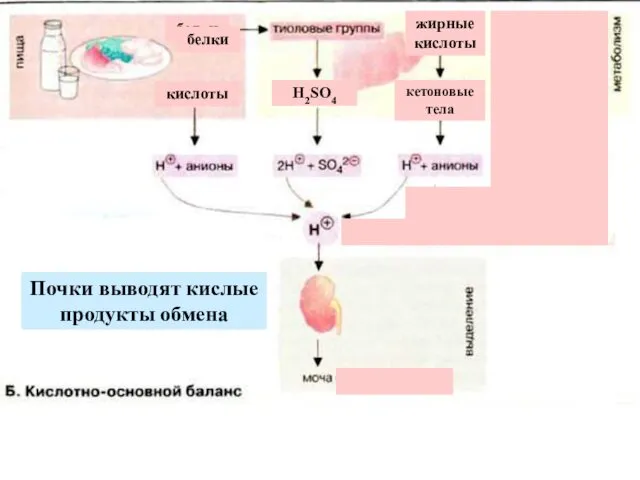 Почки выводят кислые продукты обмена белки кислоты Н2SO4 глюкоза жирные кислоты белки кетоновые тела молочная кислота