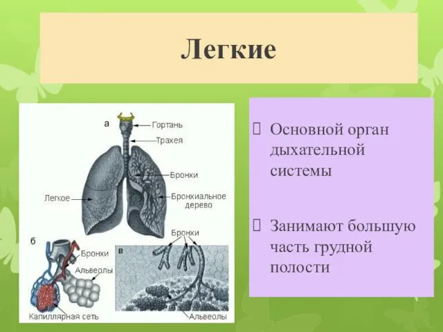 Легкие Основной орган дыхательной системы Занимают большую часть грудной полости