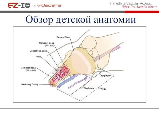 Обзор детской анатомии