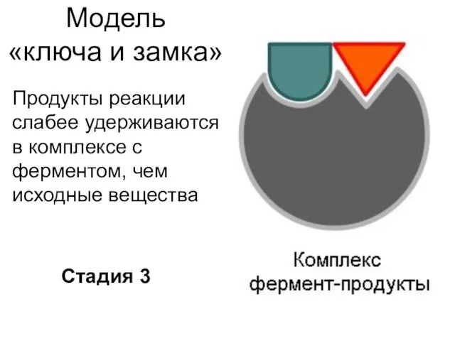 Модель «ключа и замка» Продукты реакции слабее удерживаются в комплексе