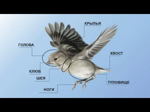 НОГИ КРЫЛЬЯ ГОЛОВА КЛЮВ ХВОСТ ТУЛОВИЩЕ ШЕЯ