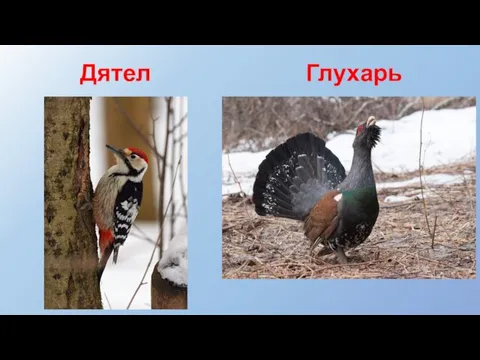 Дятел Глухарь