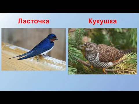 Ласточка Кукушка