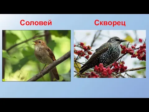 Соловей Скворец