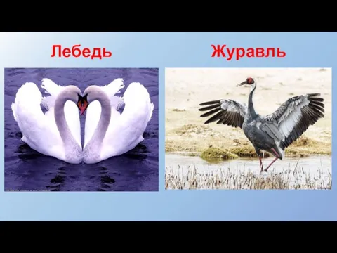 Лебедь Журавль