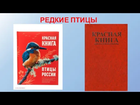 РЕДКИЕ ПТИЦЫ