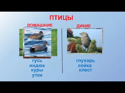 ПТИЦЫ ДОМАШНИЕ ДИКИЕ гусь индюк куры утки глухарь сойка клест