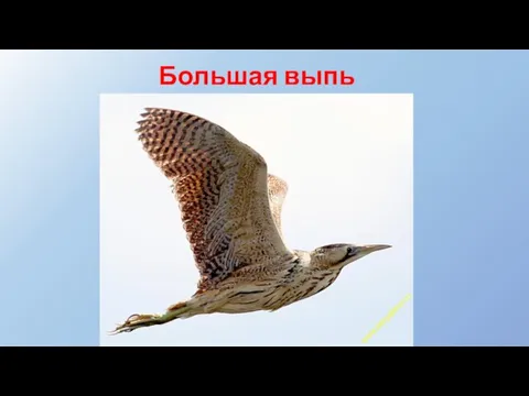 Большая выпь