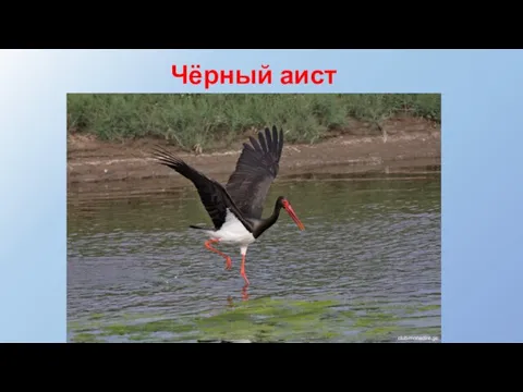 Чёрный аист